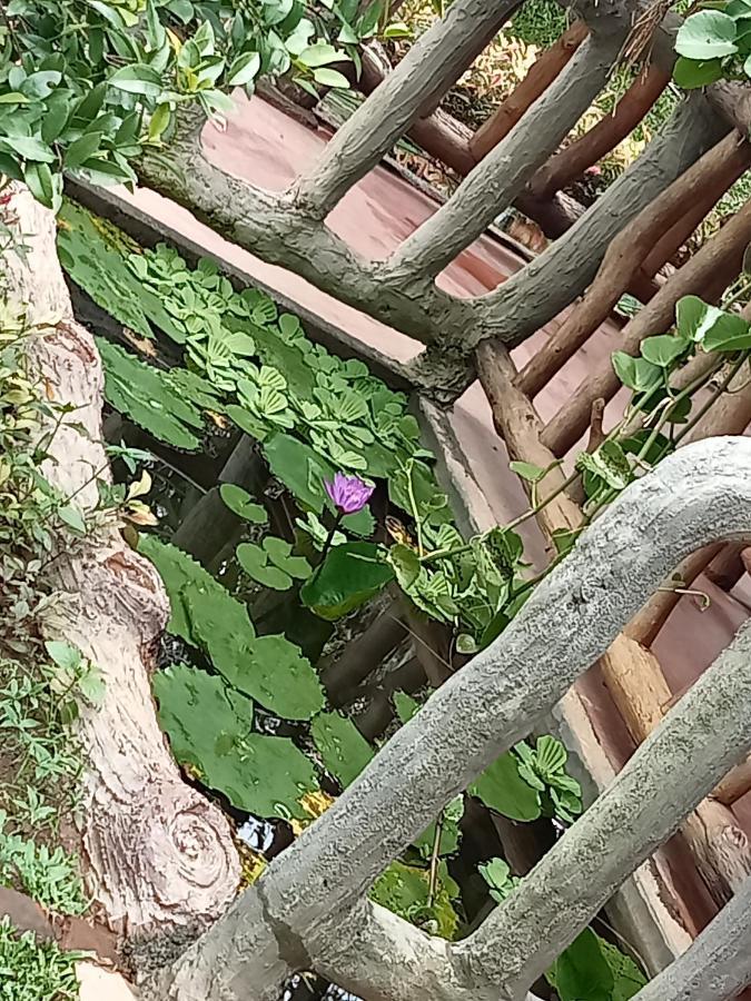Sigiriya Nature View Home Stay Ngoại thất bức ảnh