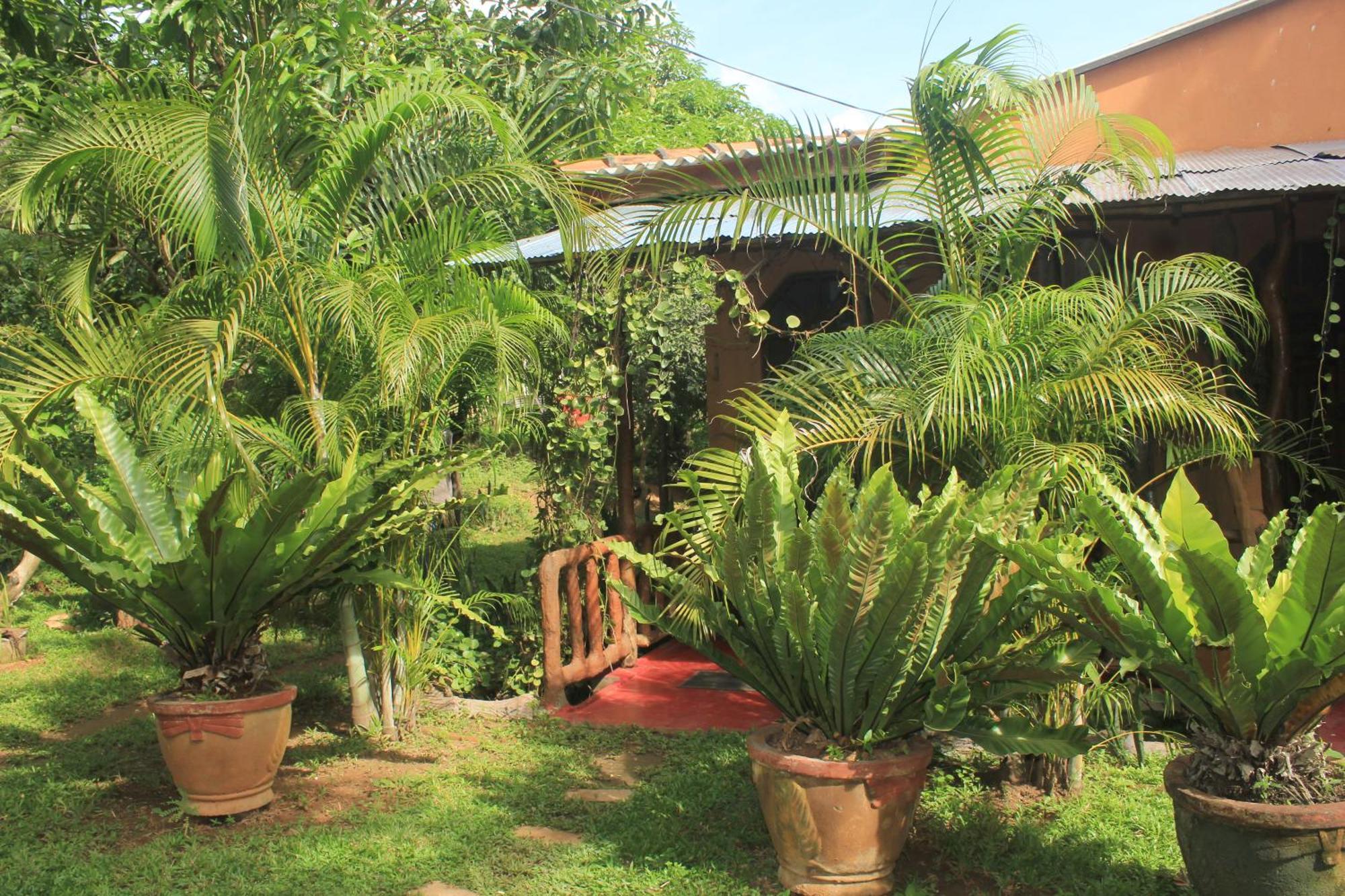 Sigiriya Nature View Home Stay Ngoại thất bức ảnh