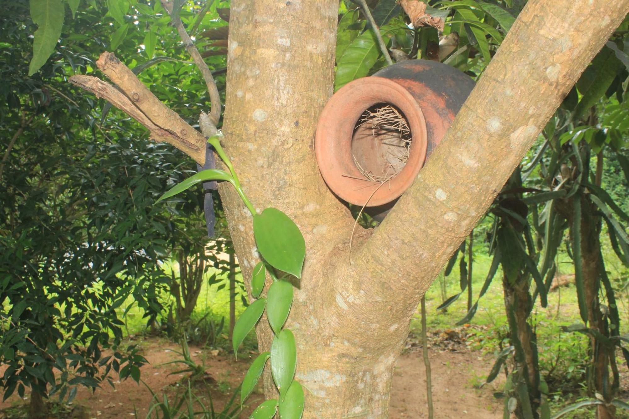 Sigiriya Nature View Home Stay Ngoại thất bức ảnh